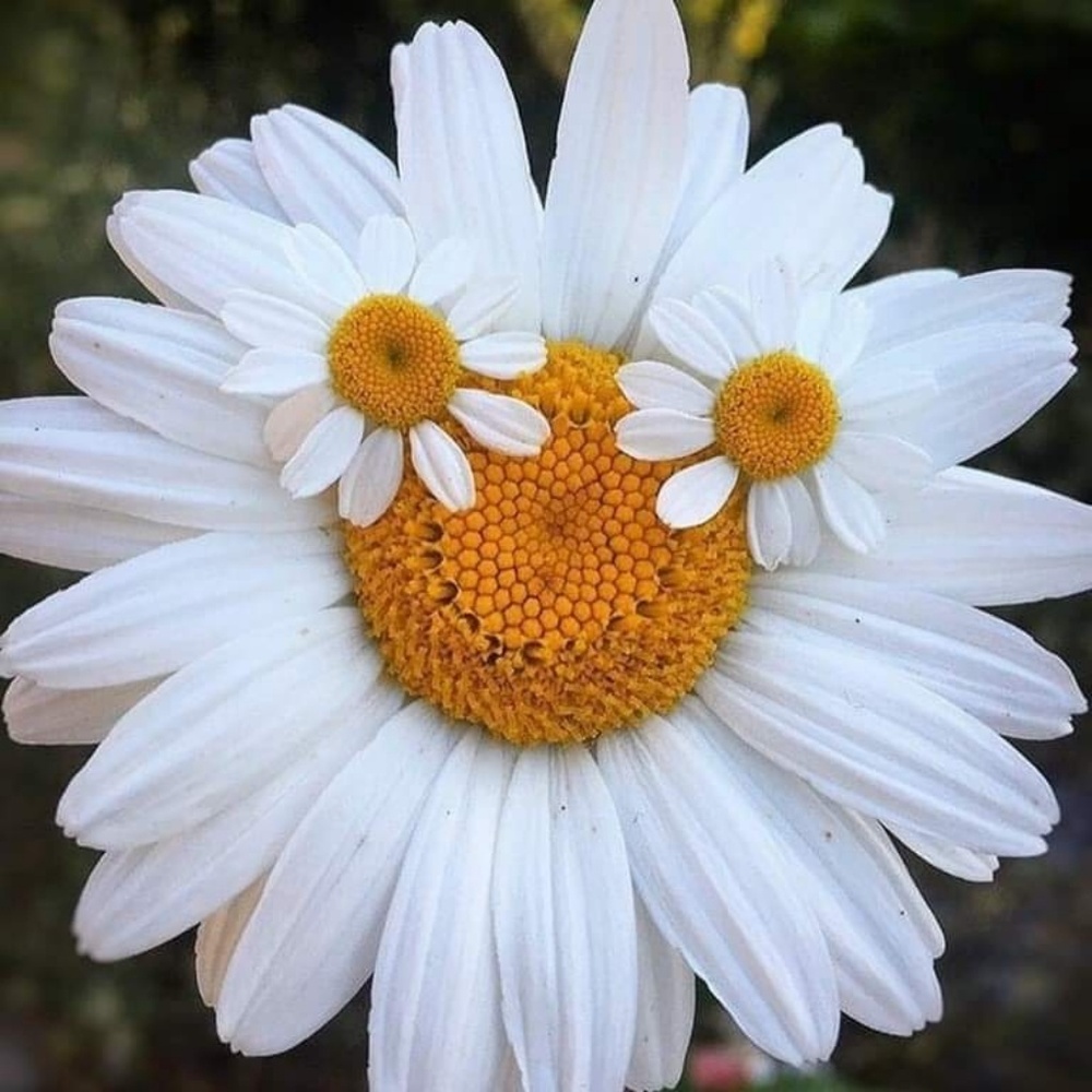 Meet your Posher, Rhonda